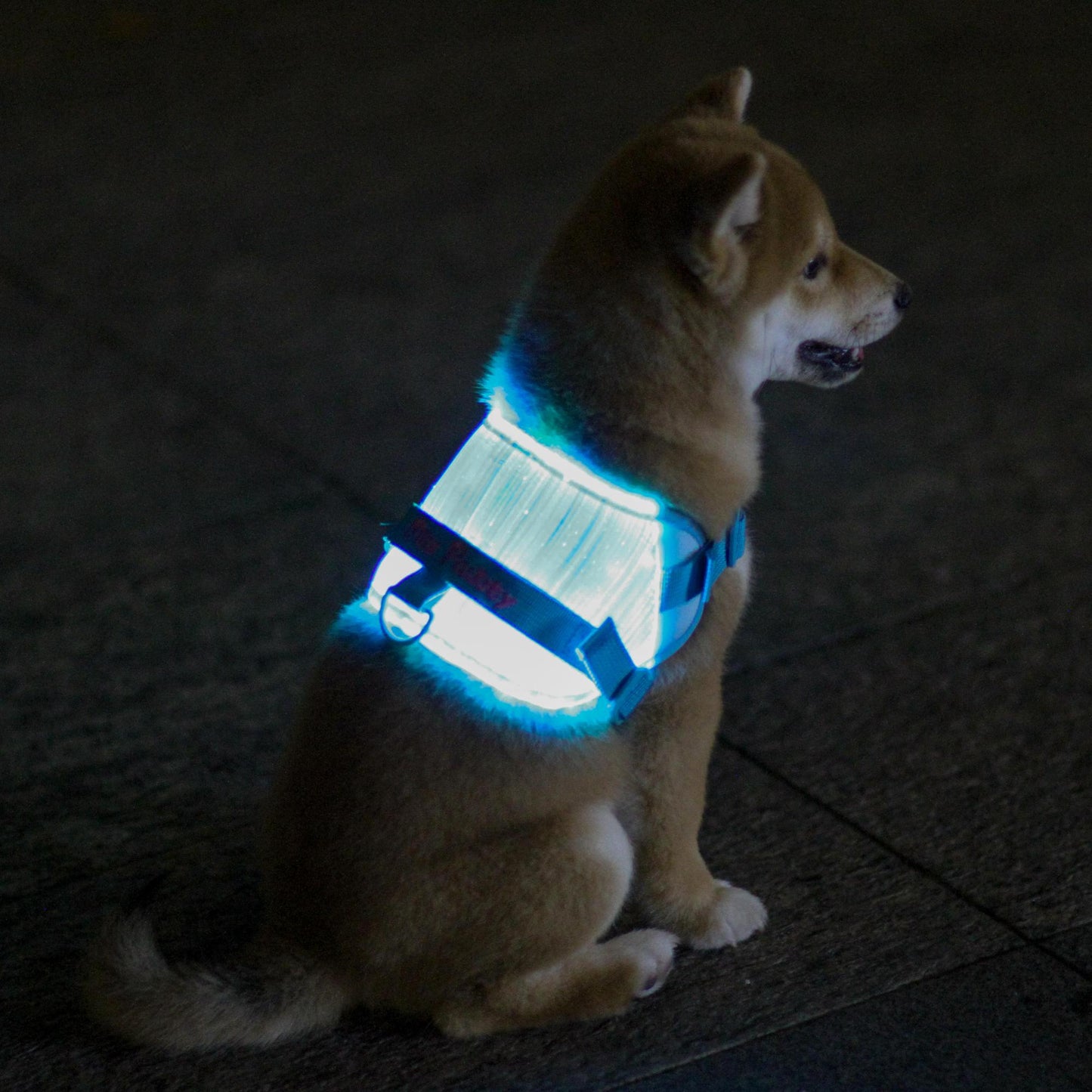 MOZ PAWTY · BEACON SevenGlow Harness – 7 Colors · 11 Light Modes | LED Fiber-Optic Dog Harness