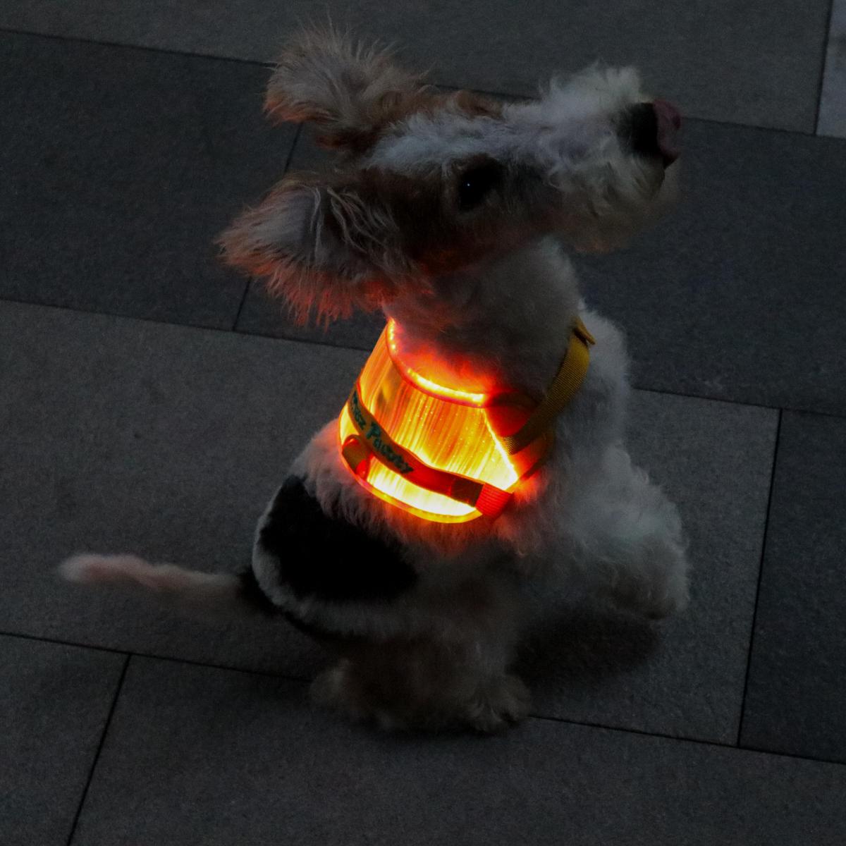 MOZ PAWTY · BEACON SevenGlow Harness – 7 Colors · 11 Light Modes | LED Fiber-Optic Dog Harness