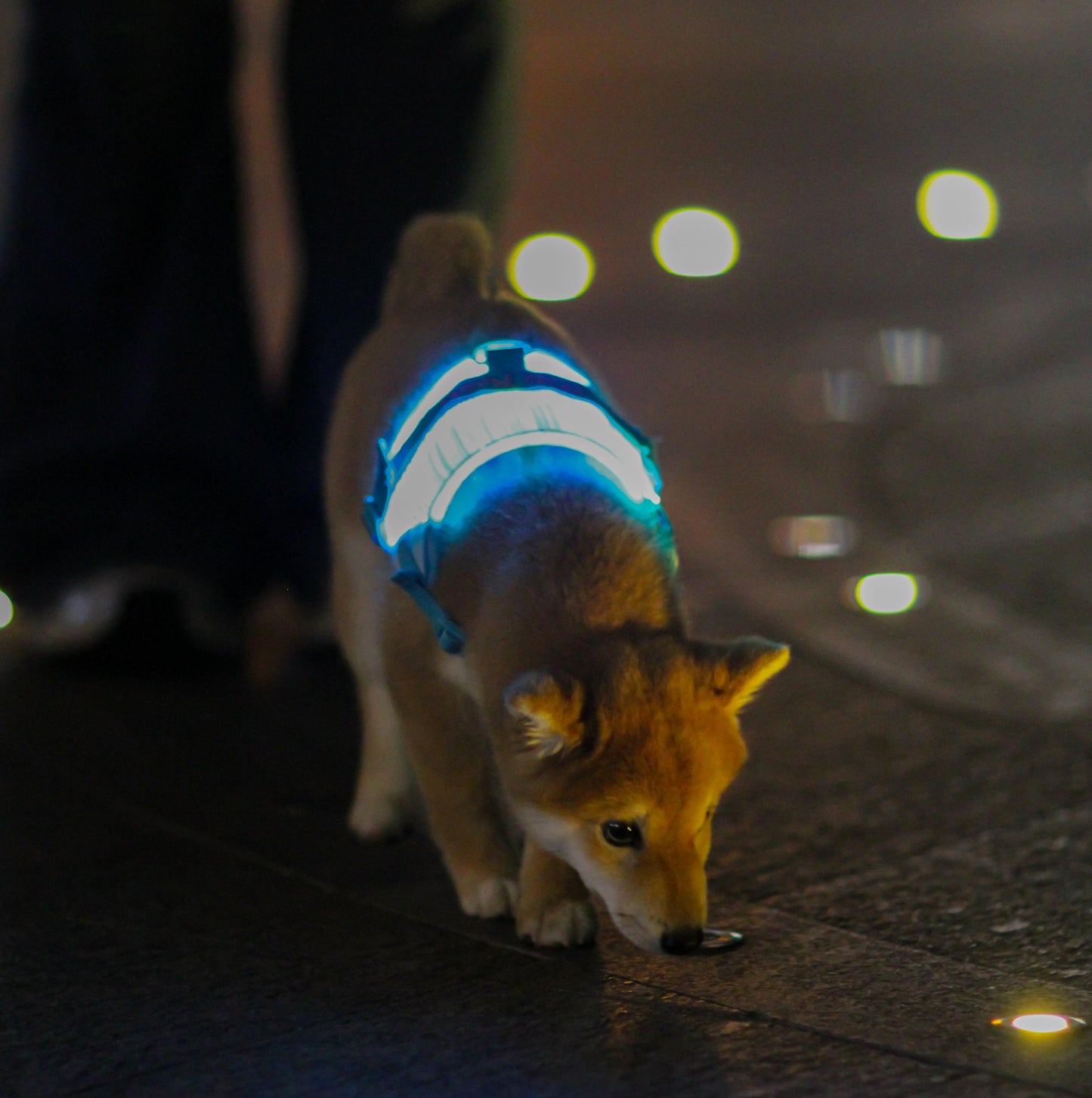 MOZ PAWTY · BEACON SevenGlow Harness – 7 Colors · 11 Light Modes | LED Fiber-Optic Dog Harness