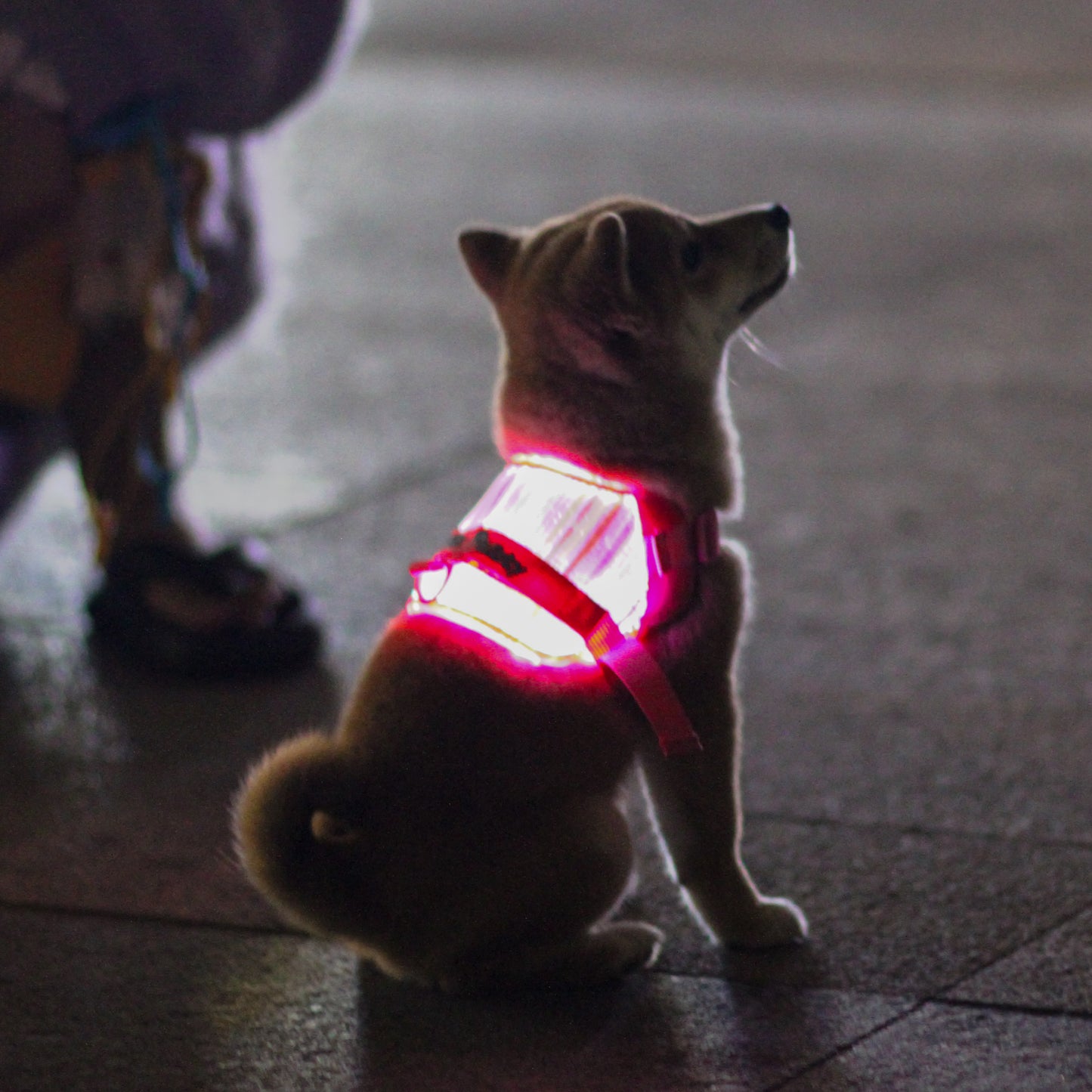 MOZ PAWTY · BEACON SevenGlow Harness – 7 Colors · 11 Light Modes | LED Fiber-Optic Dog Harness