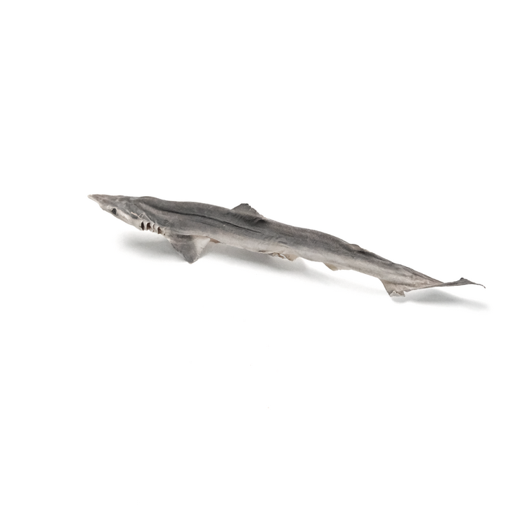 [DUDU Pure Freeze-Dried] Shark