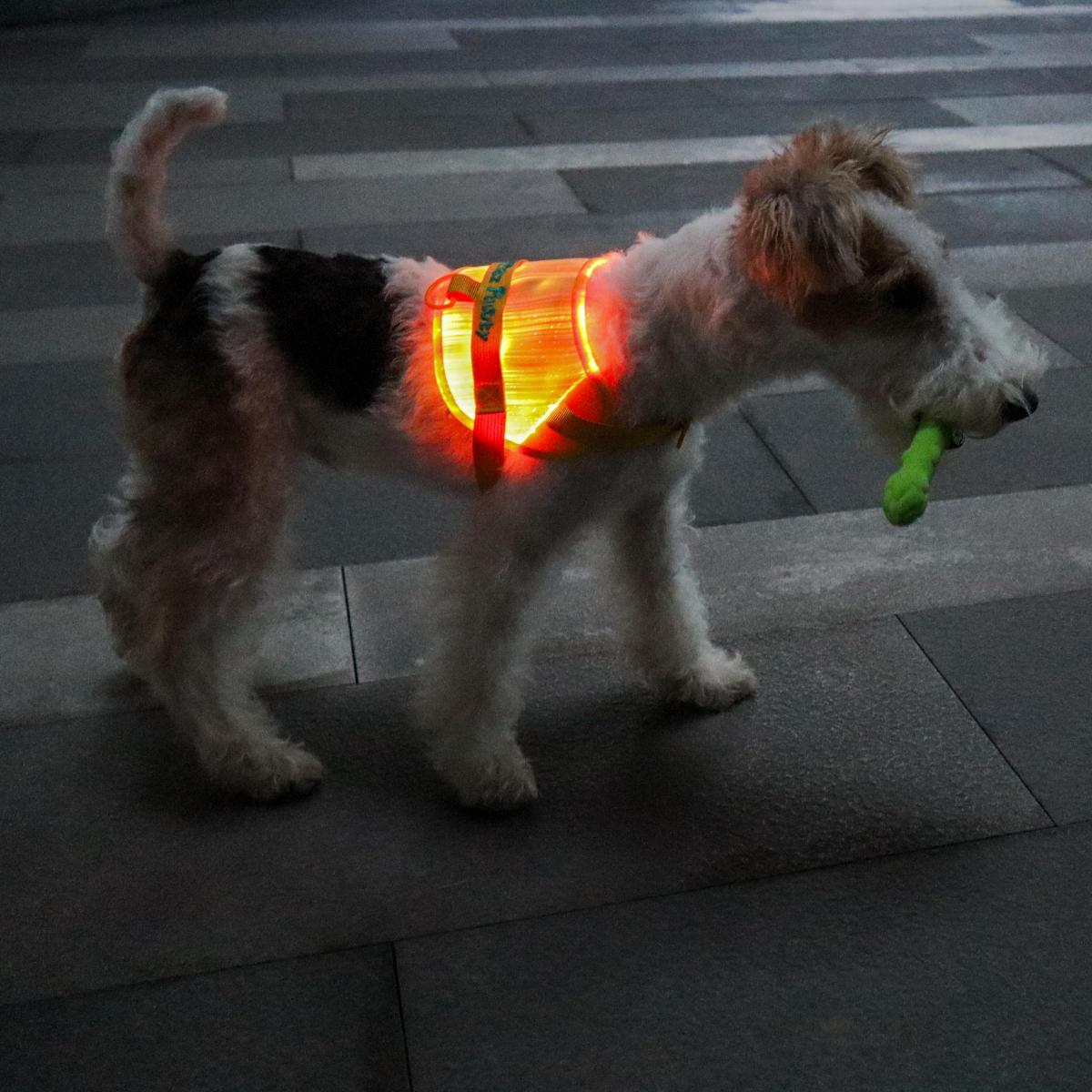 MOZ PAWTY · BEACON SevenGlow Harness – 7 Colors · 11 Light Modes | LED Fiber-Optic Dog Harness