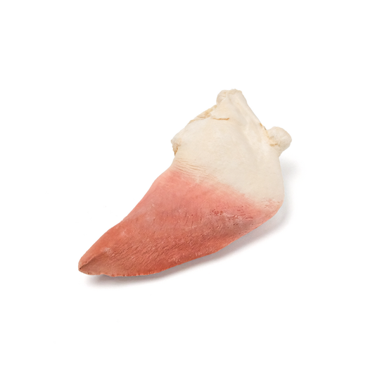 [DUDU Pure Freeze-Dried] Large Mabe