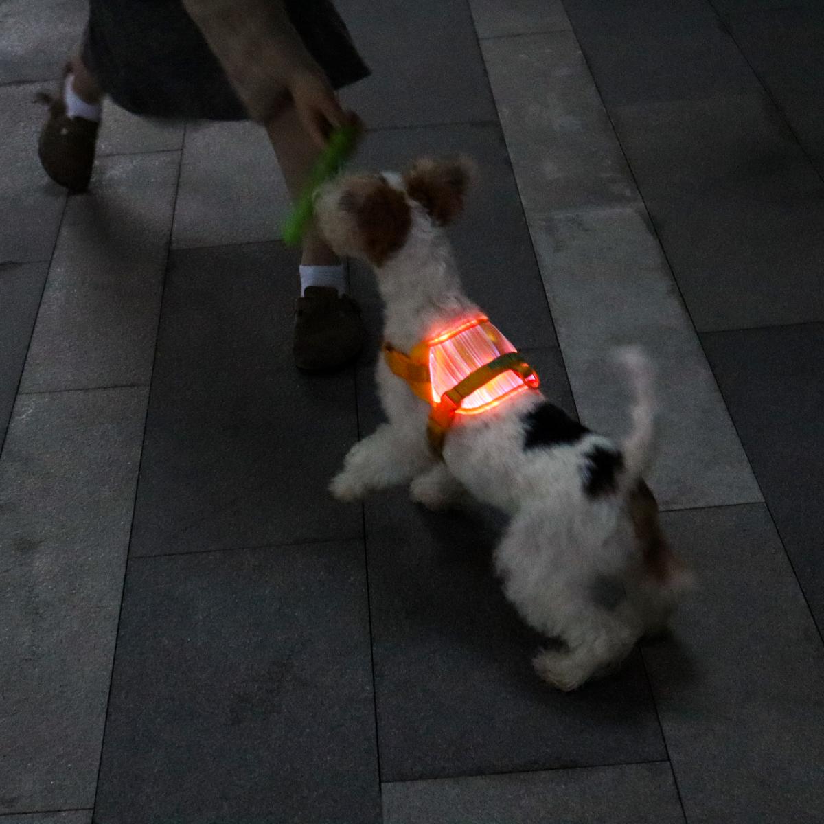 MOZ PAWTY · BEACON SevenGlow Harness – 7 Colors · 11 Light Modes | LED Fiber-Optic Dog Harness